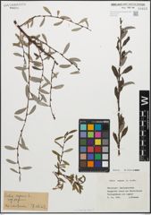 Foto von Salix repens subsp. repens L.